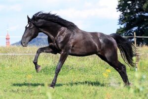 Náš hřebec Harley, připravený vyrazit...